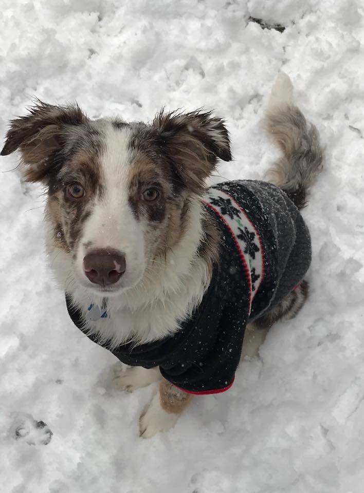 Our Aussie Scout loving the snow! #wralsnow