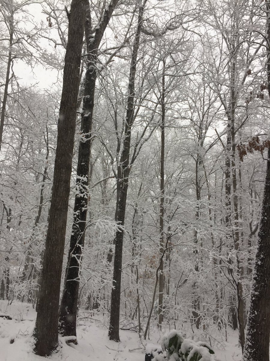 I look at the trees and think of the poem I read and discussed with my 2nd graders, John Updike’s “January.” Do my students see “the trees of lace” when they look outside on this snow day?