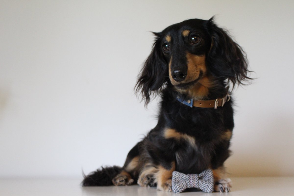 Fachshund's tweet image. Our 2017 Favourites post has just gone live! 😊 fachshund.blogspot.co.uk/2018/01/our-20…