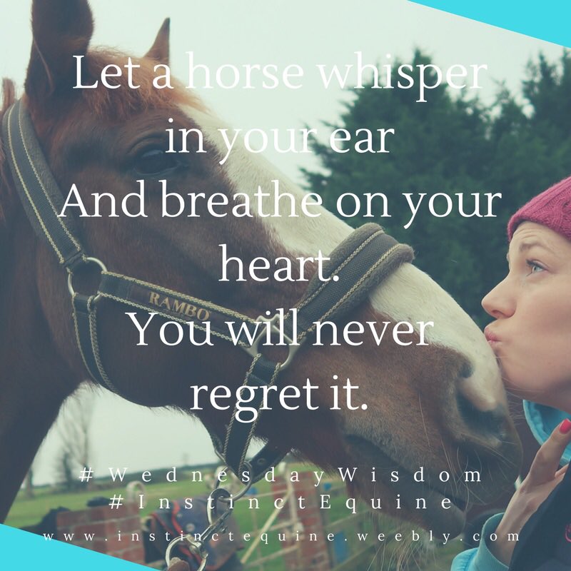 Instinctively Equine tweet media