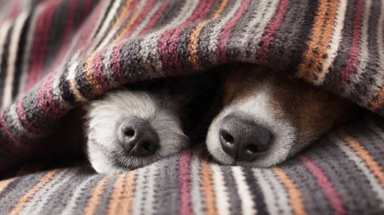 RunRoverFL's tweet image. Please make sure you keep your pets inside and warm tonight. The low in Tampa is going to be 30 degrees. Too cold!!! Thank you!