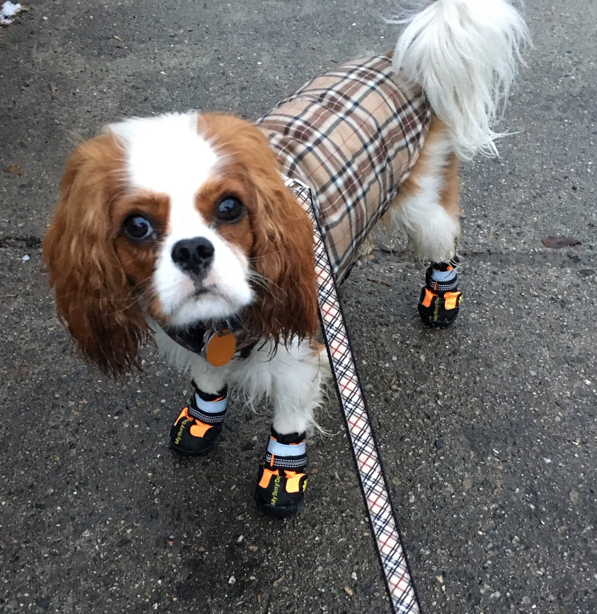 StylishSoprano's tweet photo. Bro’s got some lit new @MyBusyDog kicks! #dogsinshoes #dogsinboots #mybusydog #dogboots #winterdog #winterpuppy https://t.co/Rx2ugv1UNg