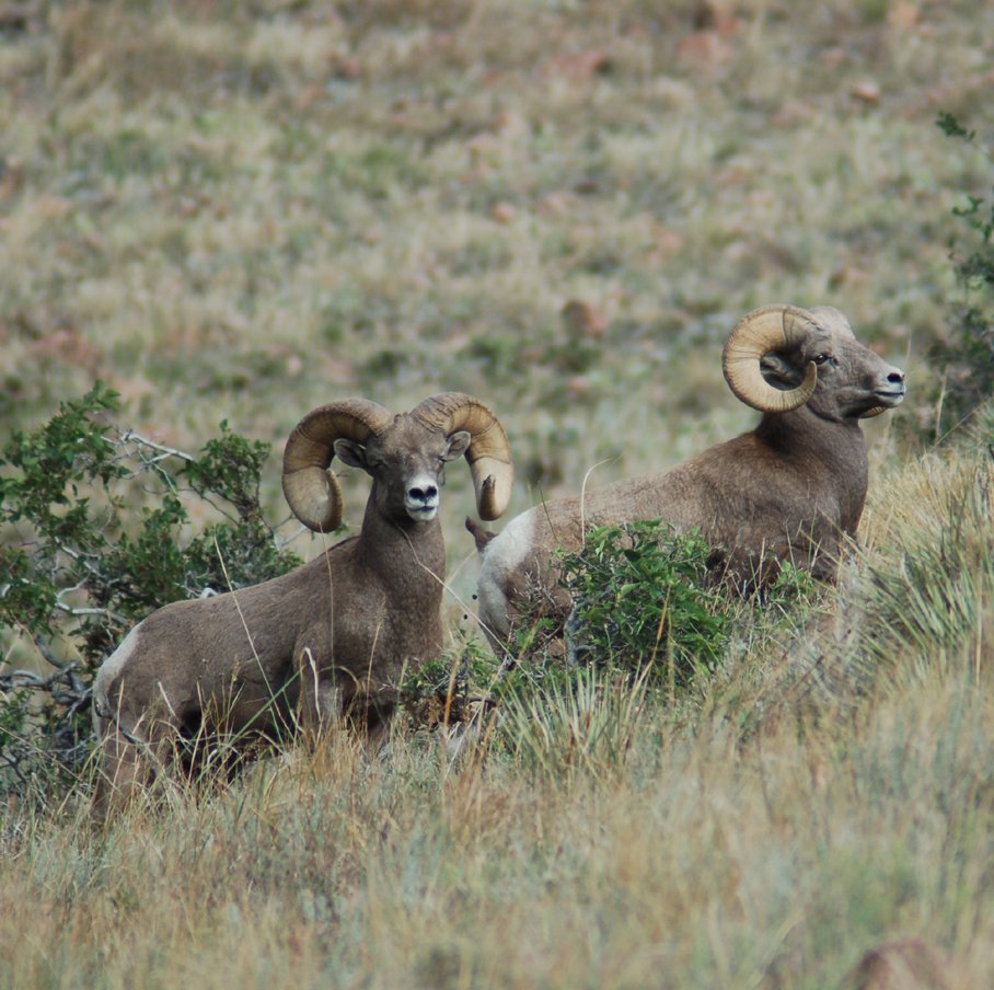 Bighorn sheep can be spotted on rocky slopes, often above 8,000 feet. Their coloration is effective camouflage, but you can spot them by searching carefully for any shape that seems out of place. You can also identify them by their white rump spots. #WildlifeWednesday
