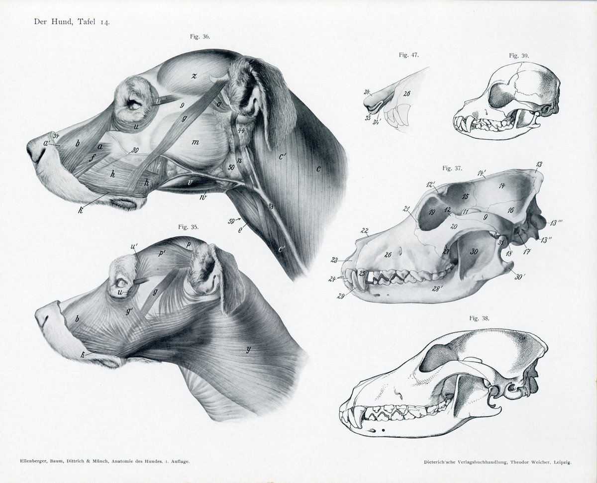 伊豆の美術解剖学者 Sur Twitter エレンバーガーの本当の仕事は 比較解剖学ハンドブック 16 で見ることができる 芸術家のための 動物解剖学 の図版の一部は そこから流用したもの リンク先よりダウンロードできる T Co J0zl8eimip 美術解剖学