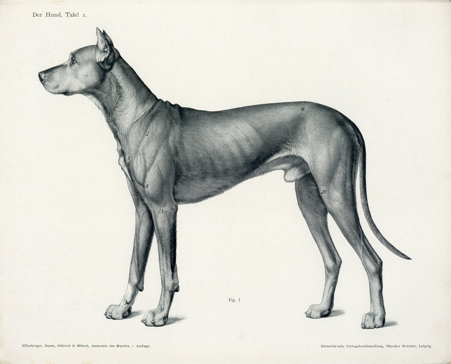 伊豆の美術解剖学者 ドイツ動物解剖学の祖 ヴィルヘルム エレンバーガー 芸術家のための動物解剖学 第5巻 犬 1911 多くの美術用動物解剖学書の種本となっている リプリント版はatlas Of Animal Anatomy For Artists T Co Nfnsayrbcf 美術