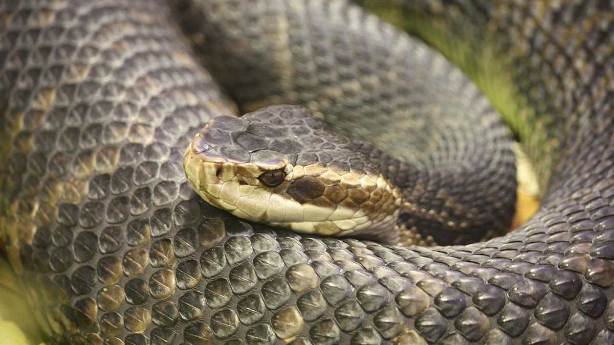 Police warning residents of venomous snakes found in South Florida dog park bit.ly/2DjoHEd?utm_so… https://t.co/BHavULuIsk