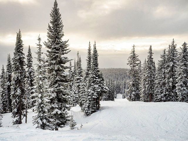 Thanaz's tweet photo. A quiet day on big white. Taking a moment to appreciate nature in Serwas.
.
.
.
#ski #skiing #winter #snow #bigwhite #greenrun #coldtrees #snowinthetrees #canada #winter #olympuscamera #m43 #travel https://t.co/Nol04ttVjm https://t.co/6ZvnmDKTKa