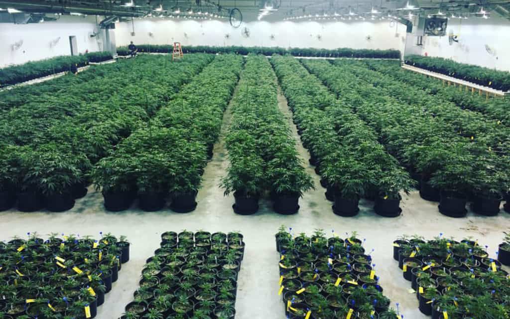 developmentnow's tweet photo. Higher Tech: The Geeks Are Taking Over the #Cannabis Industry -
#Tech can provide everything from analyzing point-of-sale data, developing apps and technologies to improve cultivation, extraction and ingestion.
#marijuanatech #cannabistech #radexpo
https://t.co/BmVhqbFSZN https://t.co/itVKJF3R56