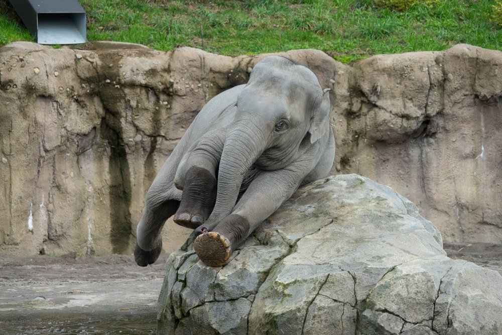 OregonZoo's tweet photo. Lily parkour https://t.co/9Aa0NAcfBl