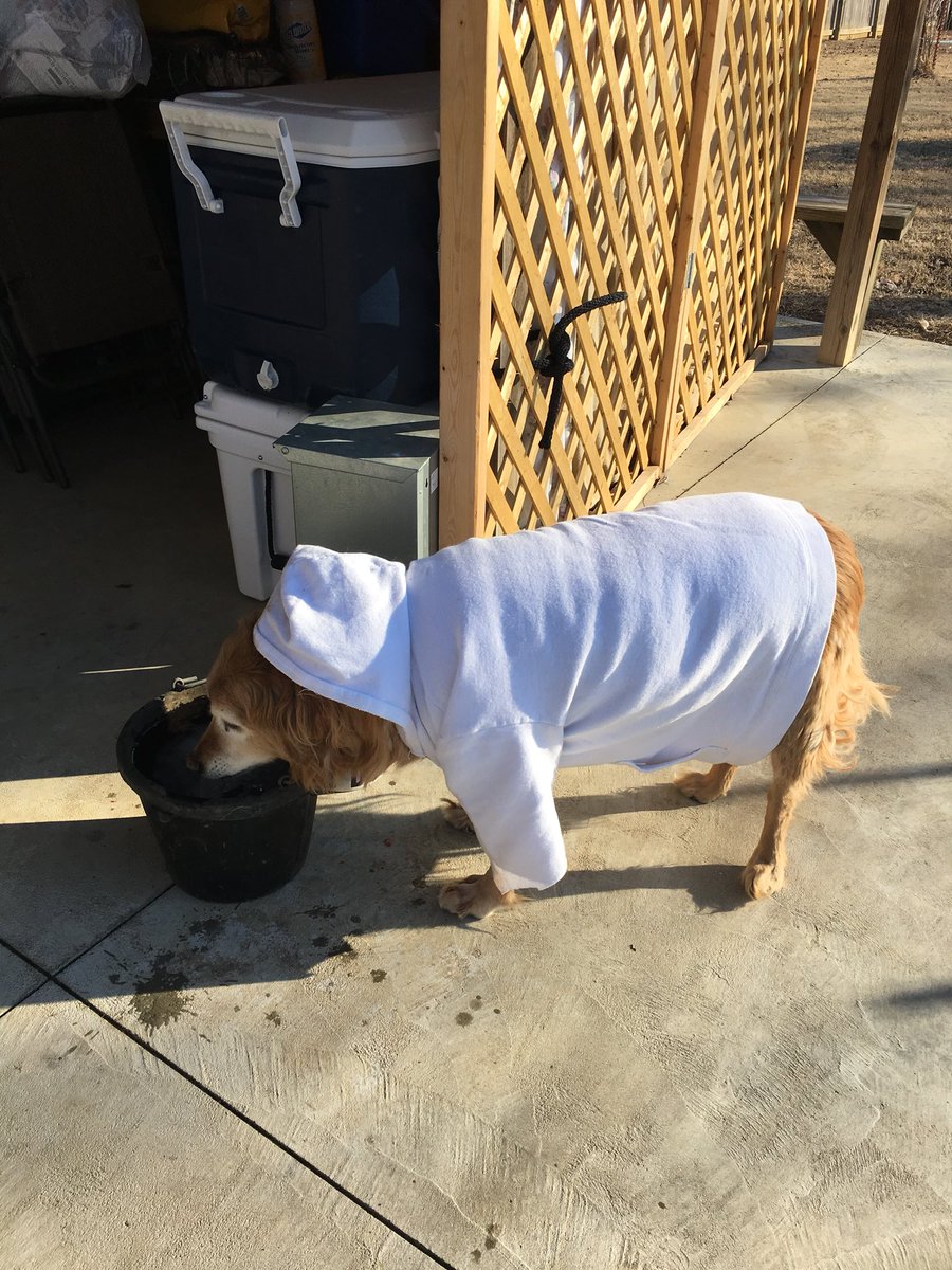JessLutt's tweet image. This cold weather is really hard on our 17 yo golden retriever and she’s too fat to fit any actual dog clothes so my mom took one of my dads old shirts and put it on her and my dad sent me these today