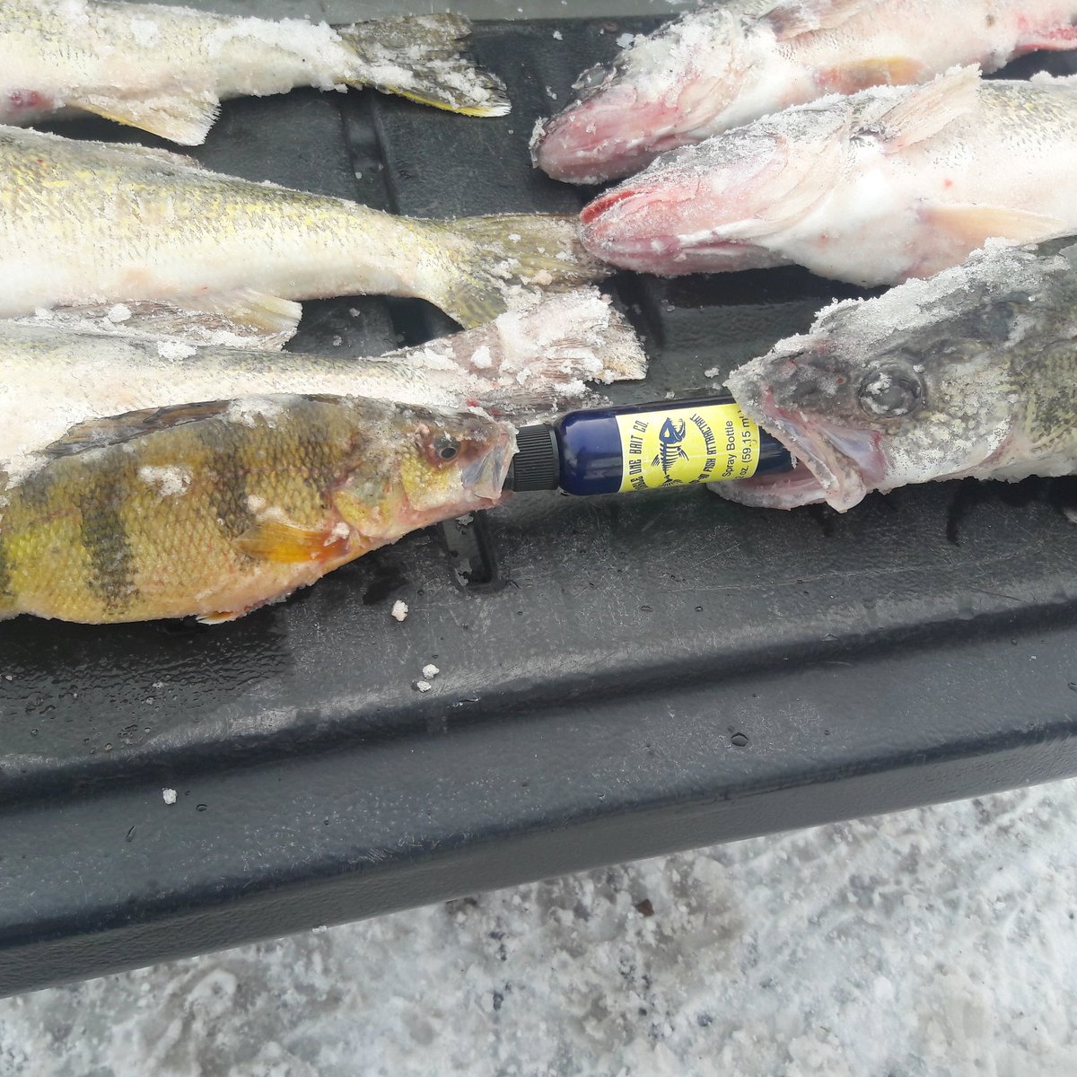 Eagle One Bait Co. (@cfieger1982) on Twitter photo 