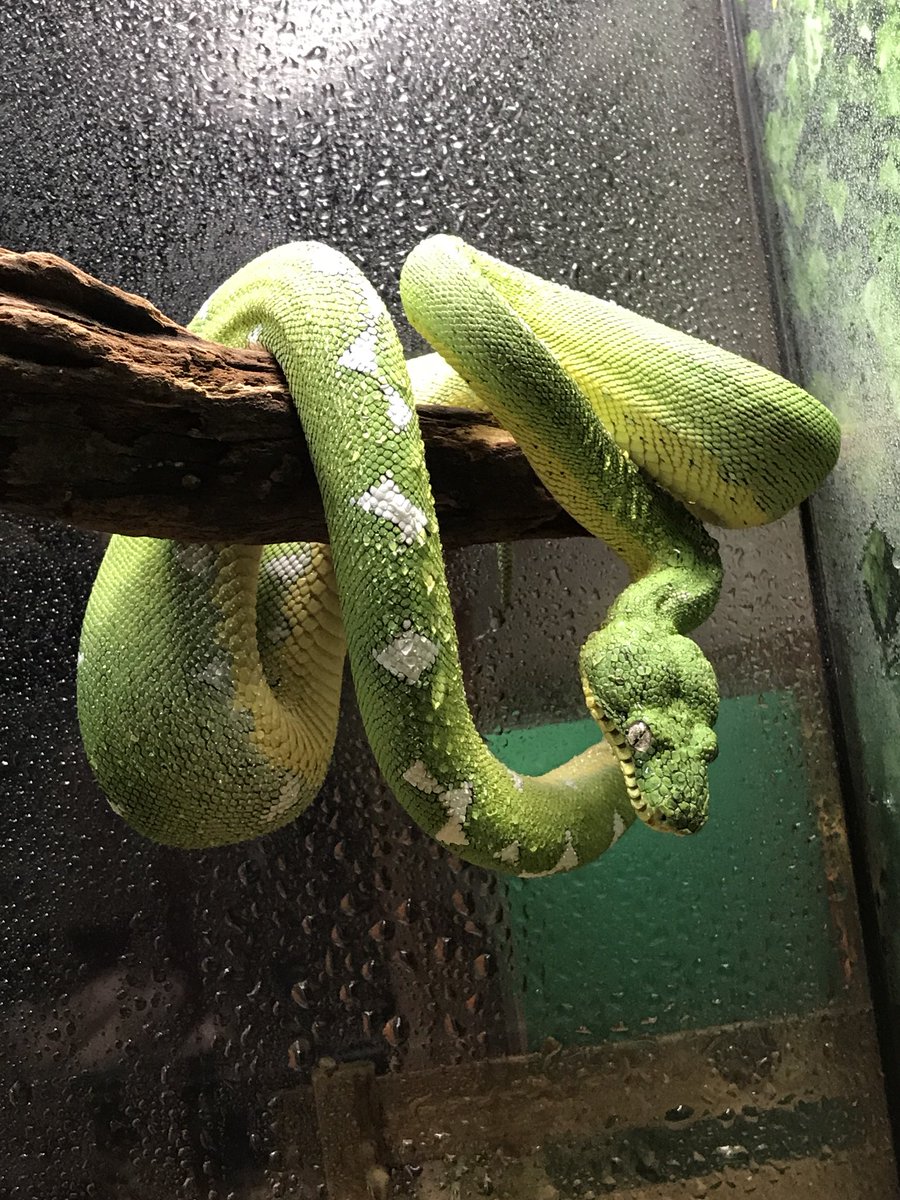 ジュラの杜 爬虫類カフェ 専門店 仙台 この子達もジャパンレプタイルズショー参加します エメラルドツリーボア アマゾンベースンはだいぶ背の模様が広がり ベースンらしさが出て参りました なかなか見かけない一点モノです デプレッサイワ