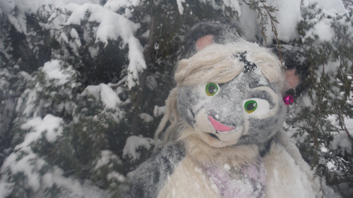 JayniTigerpaw's tweet photo. Guess who got a snow day off of work... THIS SABER GAL! ^w^ And so me and a mew had some very cold fun. ^^ #SnowDay #SnepDay #INEEDAFURSUIT ;w; https://t.co/U40EMNCbm1