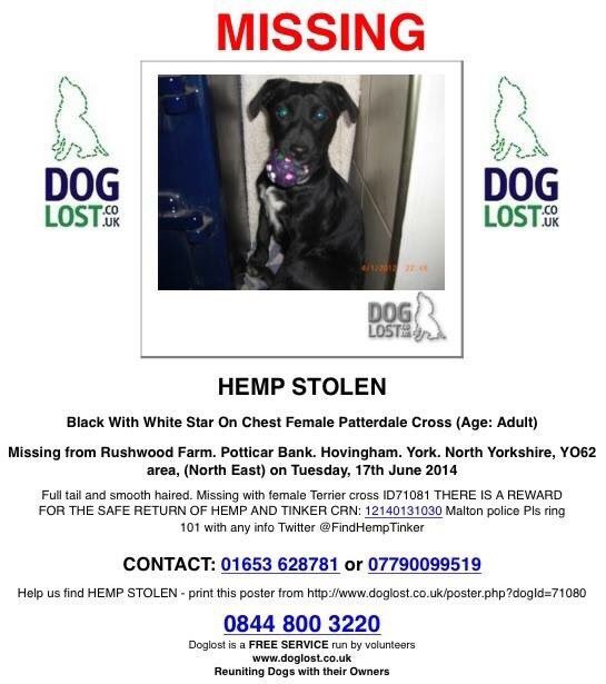 Mollie pug 2 tweet media