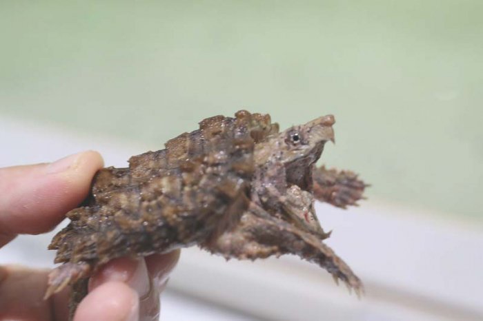 Big In 超レア ホワイトゴールデンリューシ ワニガメベビー 注 特定動物の為飼育には許可が必要となります当店の飼育許可番号 京都市許可第号 特定動物の種類 ワニガメ販売価格の中には行政提出の移動届作成費が含まれて おります詳細はホームページを Big In 超レア ホワイトゴールデンリューシ ワニガメベビー 注 特定動物の為飼育には許可が必要となります当店の飼育許可番号 京都市許可第号 特定動物の種類 ワニガメ販売価格の中には行政提出の移動届作成費が含まれて おります詳細はホームページを