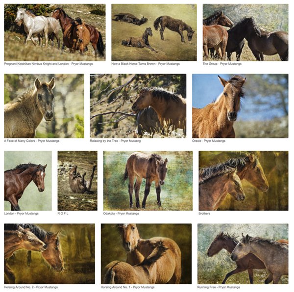 BelindaGreb's tweet photo. Check out my Gallery of wild horses - https://t.co/oqrQGJJrPG Photography by BelindaGreb https://t.co/vizOwuFOYS