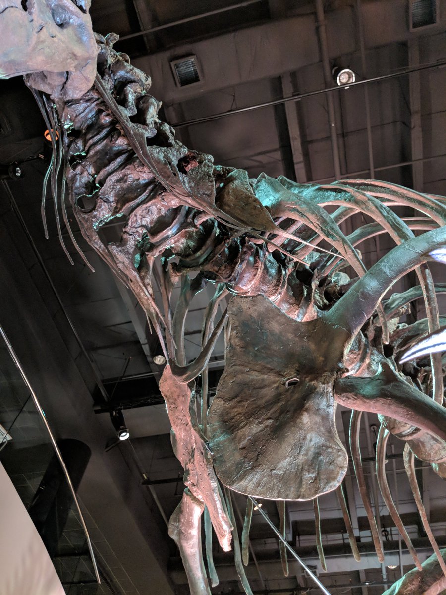 hmns's tweet photo. Our T. rex Stan submitted his best #HMNSselfie. We didn't have the heart to turn him down (not with all those teeth) #trextrying #museumselfieday https://t.co/sOrV11CDJq