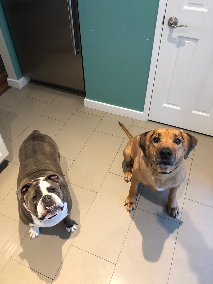 Austin Dog Butler tweet media