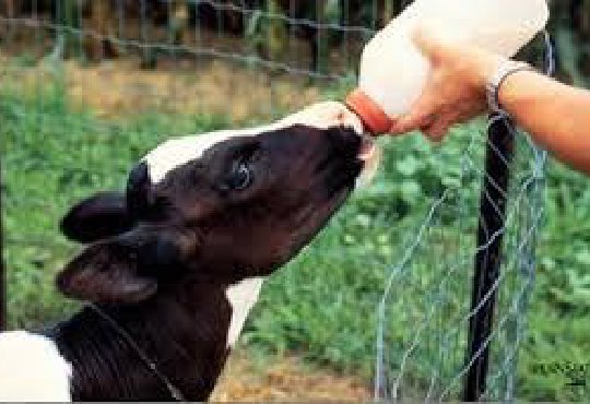 Dairymate India On Twitter Calf Feeding Bottle An Easy Way Of