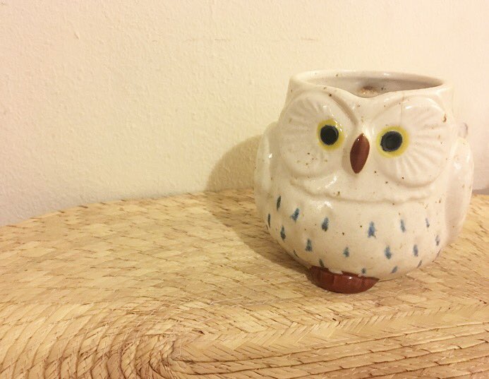 namastbae's tweet photo. To relax, I drink some tea before bed. To be happy, I drink said tea in a ridiculously cute owl mug. It doesn't really fit that much liquid, but look at that face!! #21DaysOfMe #sweeps https://t.co/wPPuRqeQWV