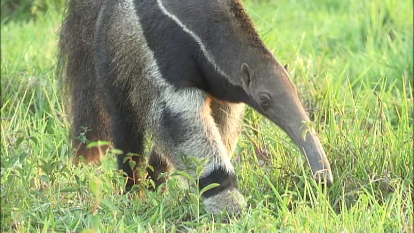 世界遺産 パンタナール に生息する動物図鑑３ オオアリクイ 草に隠れて見えませんが 前足に鋭いカギ爪があります それでアリ塚に穴をあけ 長さ60センチもの舌でペロリと食べます シロアリが主食です