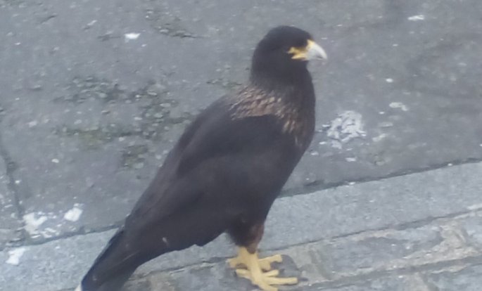 Exclusive: Bird of Prey escapes London Zoo for ten days and flies to park in Kilburn camdennewjournal.com/article/exclus…