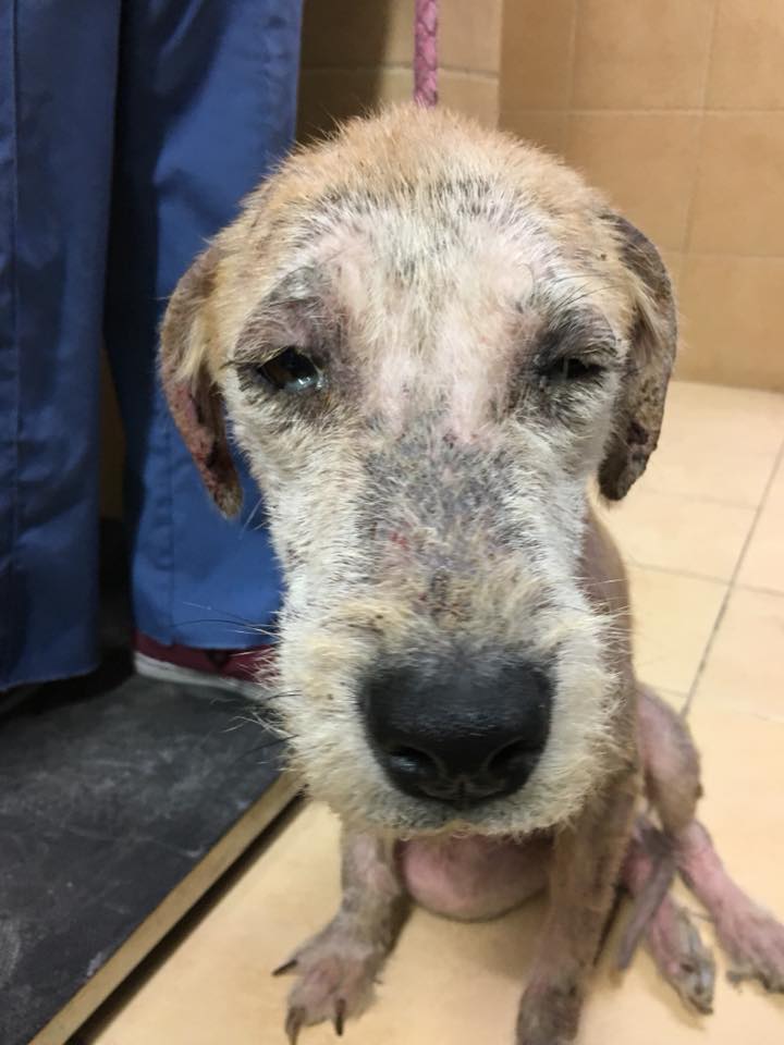 Moncherriedesu's tweet image. AYUDA URGENTE PARA LOS PERRITOS DE #HABITAT 
SE NECESITAN DONATIVOS EN $ O ESPECIE (COMIDA, MEDICINA, ESTUDIOS) HELP TO RT.