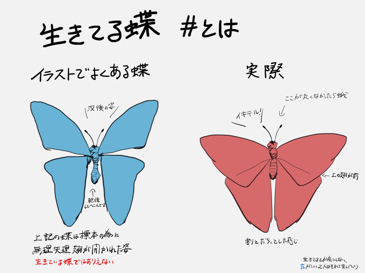 カナベ 蝶の描き方について 左の蝶は人に手を加えられた死体なので 死体が飛んでる って思いながら見てしまう