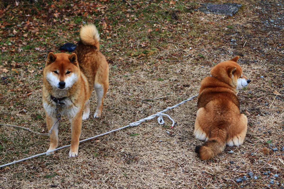 ট ইট র サイダー飯 並 そうそう ゆるキャン2話でしまりんが体当たりされてた犬本当にいるんだね 前来た時は気づかなかった 人懐こくてかわええ