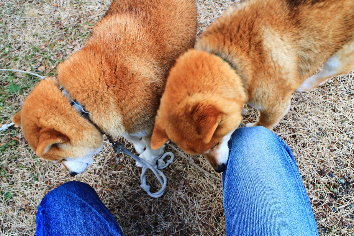 ট ইট র サイダー飯 並 そうそう ゆるキャン2話でしまりんが体当たりされてた犬本当にいるんだね 前来た時は気づかなかった 人懐こくてかわええ