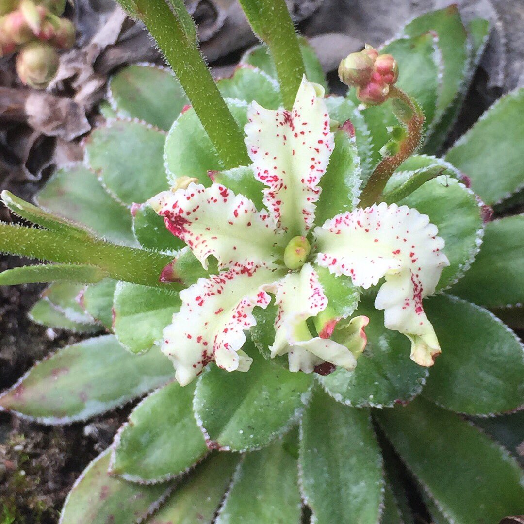 Märklig blomma på Saxifraga cotyledon ’Southside Red’