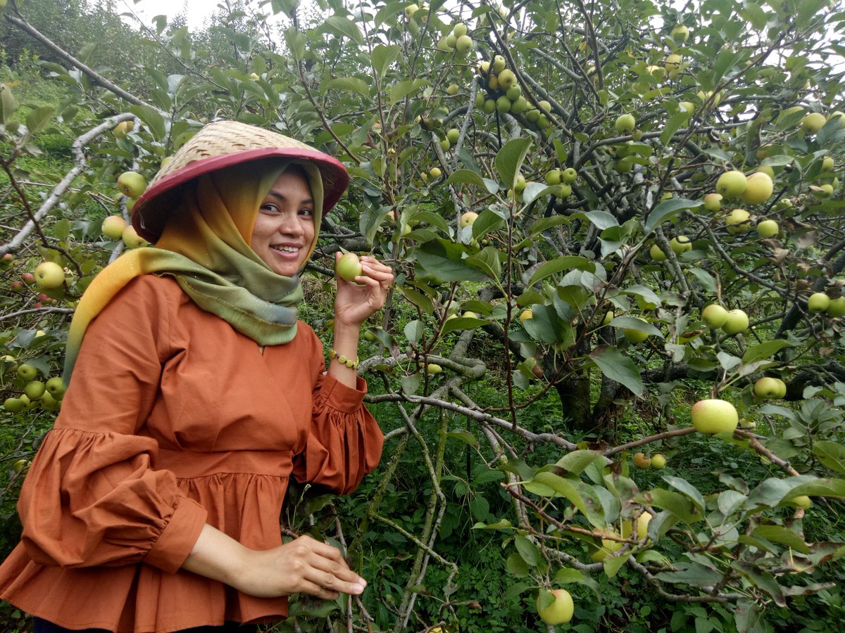 greenesgreen's tweet photo. keseruan memetik apel... #dTravelerWithOPPOF5 @detikTravel @OPPOIndonesia https://t.co/bS5gJZ6KcO