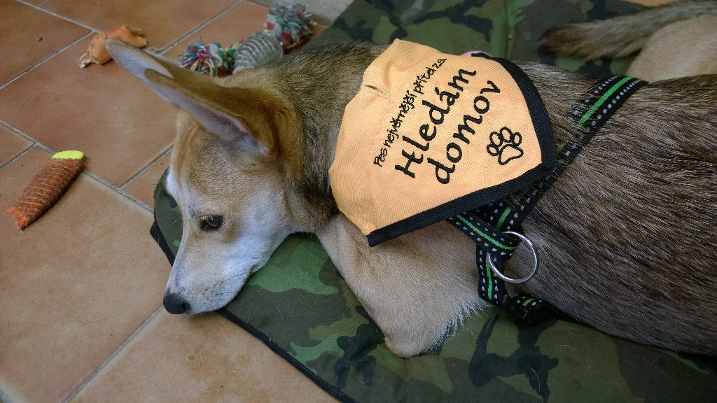 DeeDee(Dita) is looking for a new home! ❤🐾 RT please! pesnejvernejsipritel.cz#RescueDog #Přerov #CzechRepublic