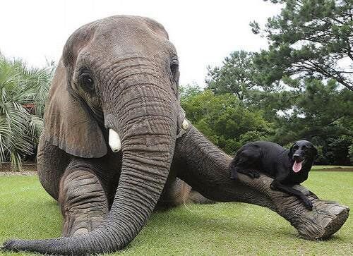 Friendshipso's tweet image. Best friend