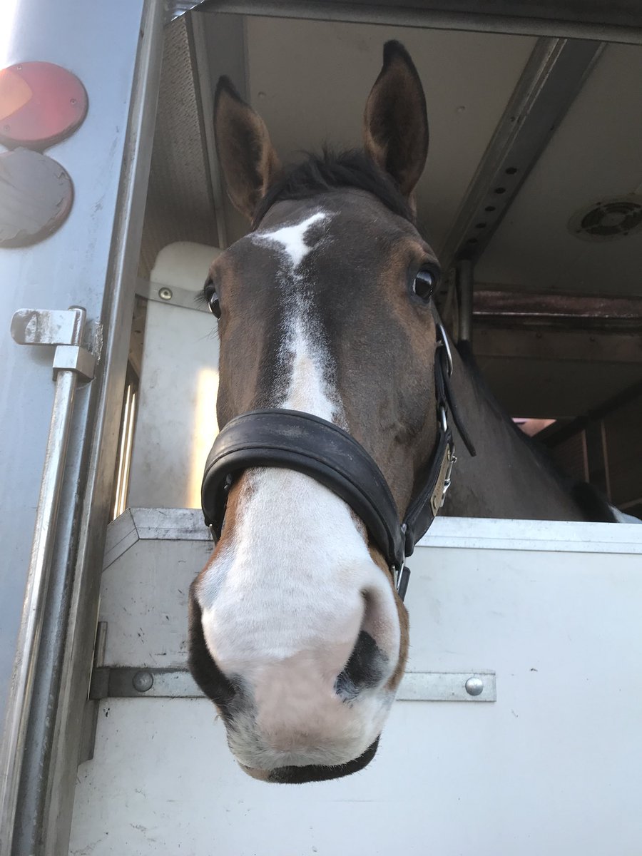 JontyEventing's tweet photo. Art in familiar pose after winning the Foxhunter @SolihullRC yesterday and 4th in the 1.30. #doubleclears #feelinggood #muchbetterfocus @GatehouseHats @ChildericUK @GAINEquine @nafuk #CALREIUK @TechClothingUK @TeamIRLEq https://t.co/JrtoQfOfUP