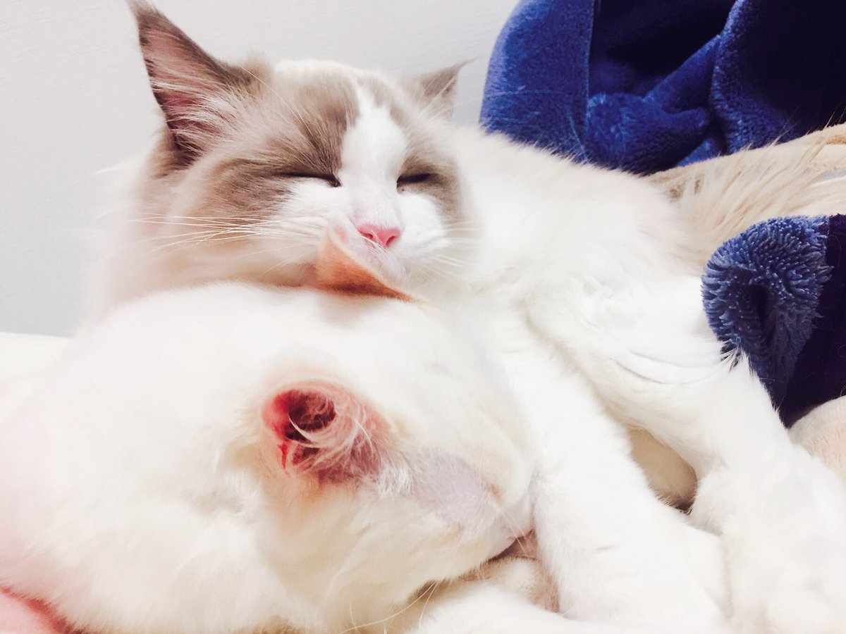 可愛いの撮れたので久々に愛猫UP 