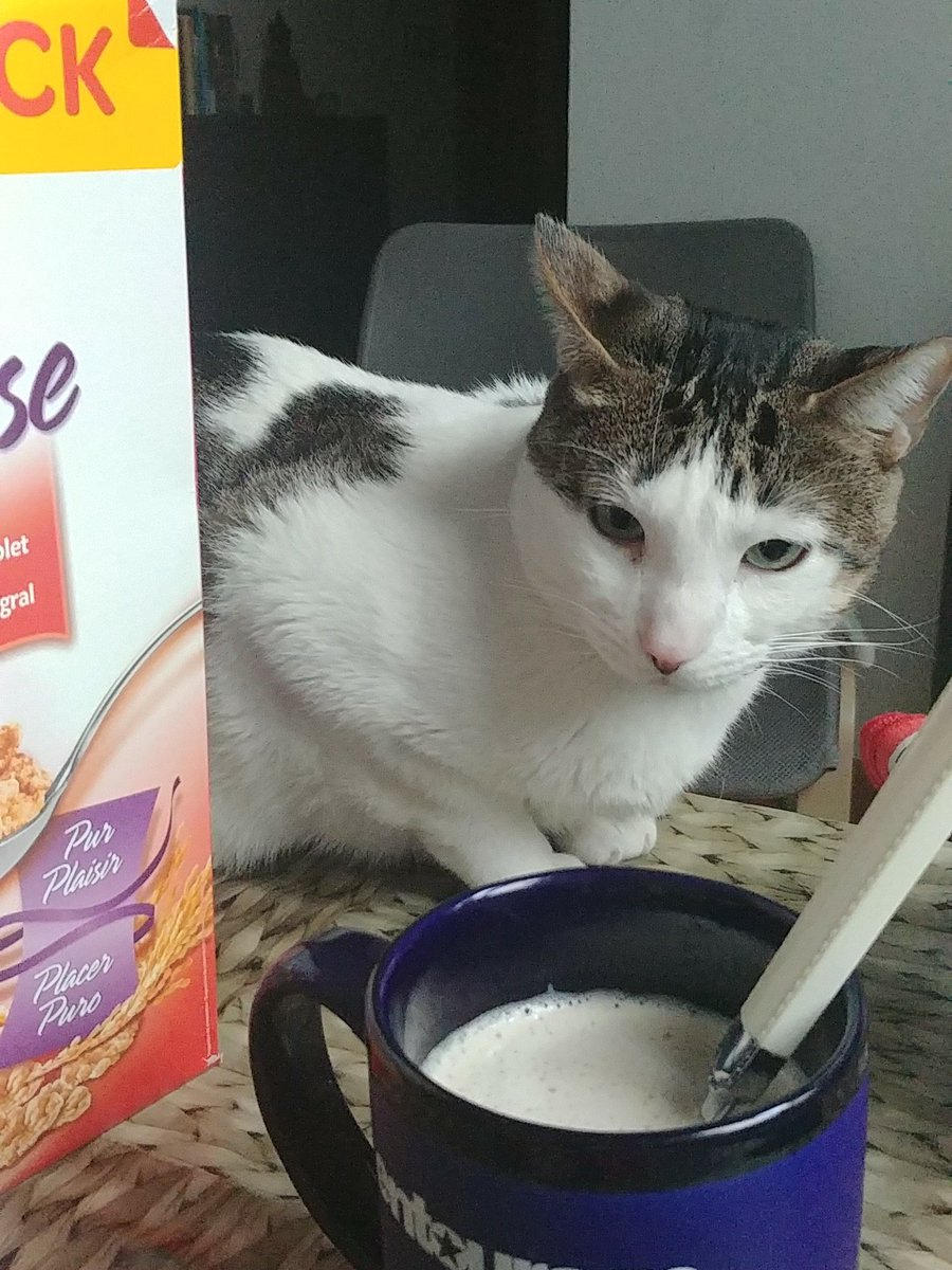 NLudel's tweet photo. Buenos días 🐱 https://t.co/h4ycDh7UVM