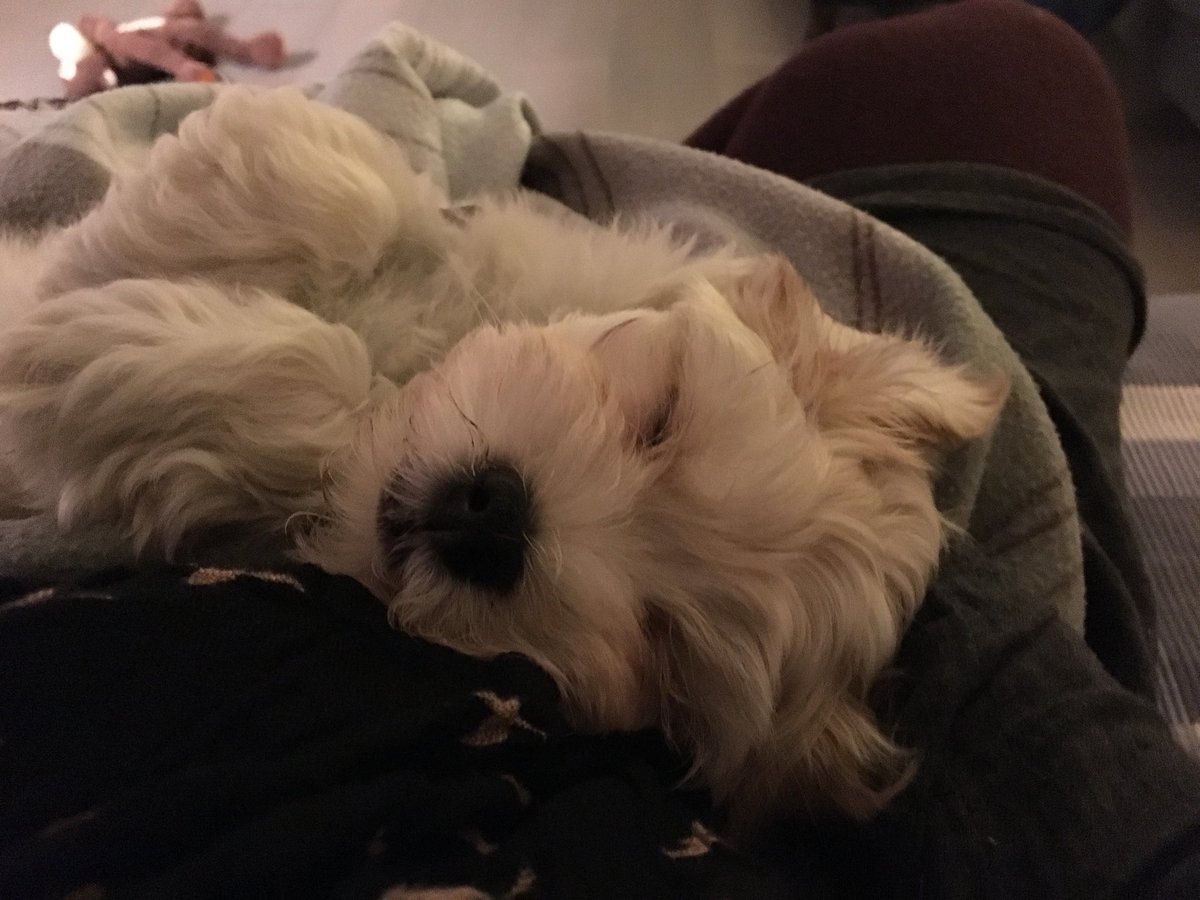 MrsJRecommends's tweet photo. @thisisheart my new puppy only sleeps at night whilst listening to heart 80’s! https://t.co/6HzWYa3YCT
