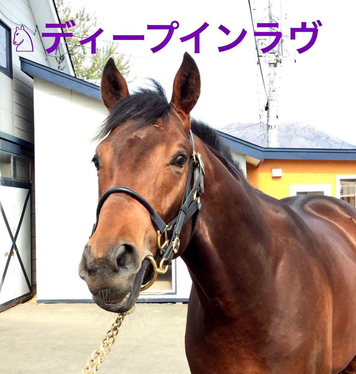 ディープインパクト - Search / X