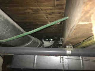 PetfindToronto's tweet photo. #EMERSON #LAPPIN Pls RT2unite #FOUND #CAT-1/30 #Toronto Animal Services A796473 #PUBLIC L&F 416-338-7297 Black DSH/?Age https://t.co/qNndpbi3lV