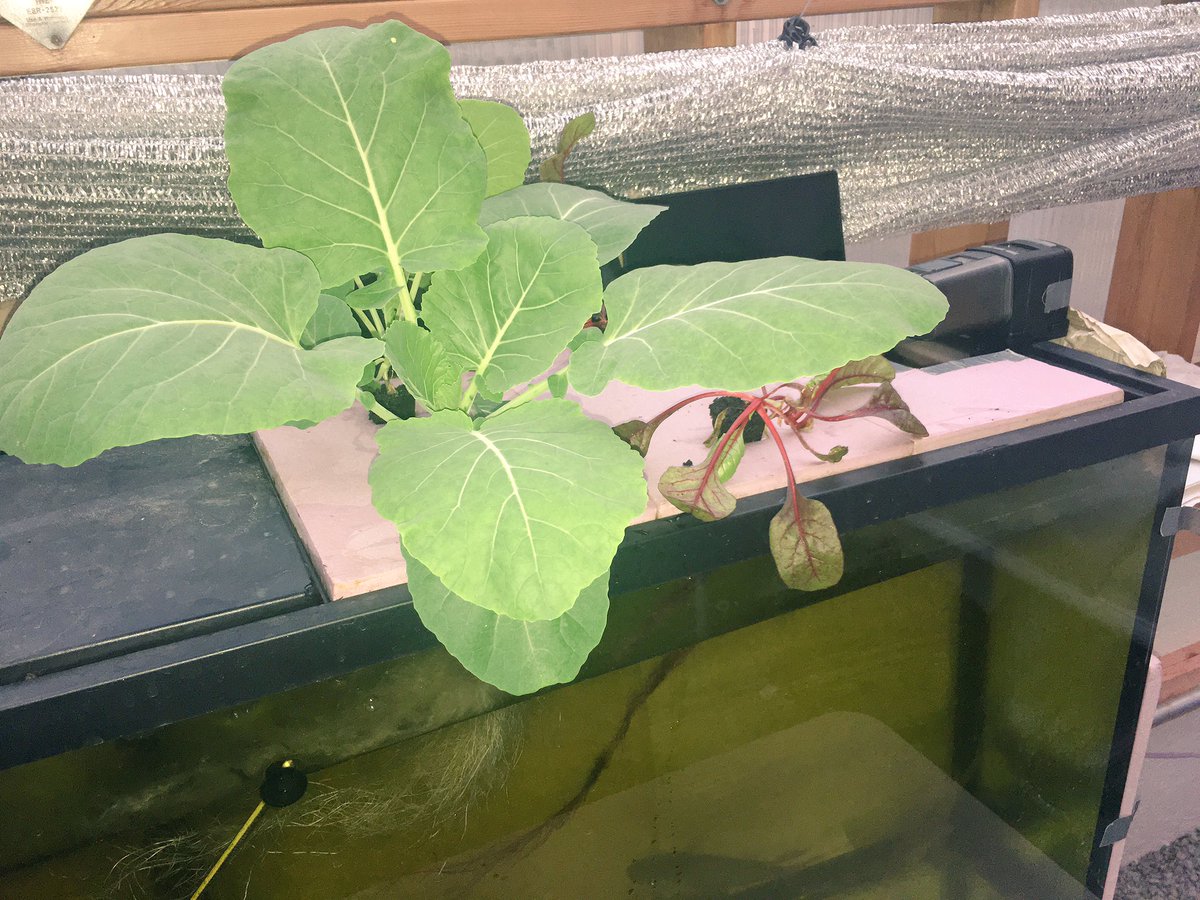 OasisFarmFish's tweet photo. Added some Champion Collards and Ruby Red Swiss Chard to our smaller fish tank to help with some filtration and some added grow space... #eatlocal #floatingroots #aquaponics https://t.co/XC9rqV5xd2