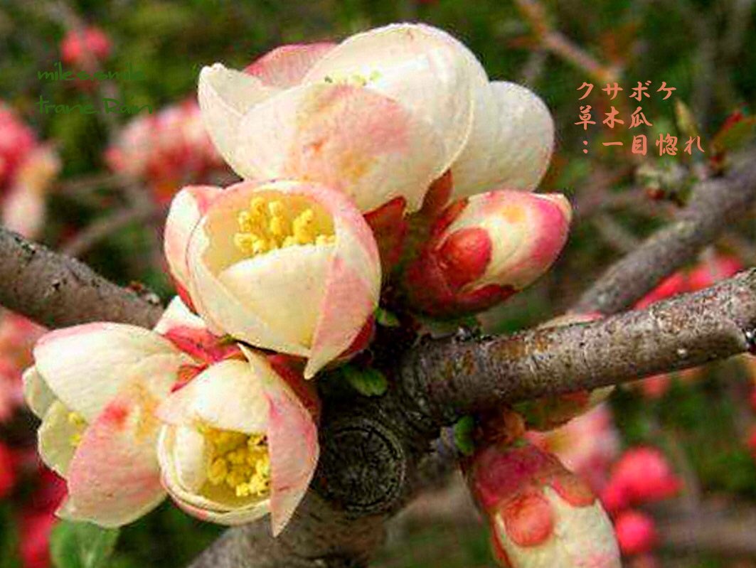 Miles スマイル 事情により休止 あさのいろ おはよう クサボケ 草木瓜 一目惚れ バラ科 ボケ属 落葉小低木 日本原産 関東以西自生 花期４ ５月 木瓜は３ ４月 葉より先に五弁花の花が咲く 実の異名 シドミ ジナシ 熟す前の実の輪切り天日乾燥は