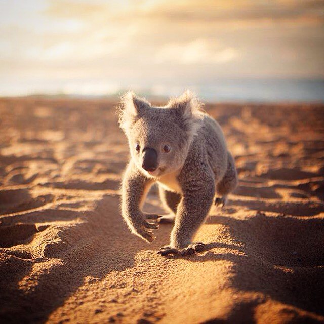 lab_tax's tweet photo. Early Koalas get 50% off 1st hour of ATP Service when purchasing 1 hr. minimum b4 2/3/18. Not valid w/other offer or purchase. #taxlab #taxprep #empowertaxpayers https://t.co/W7lut8sXm0