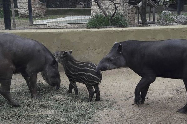 SienteJerez's tweet photo. El nuevo tapir del Zoobotánico se adapta a la vida en familia en las instalaciones del parque
https://t.co/Ojfz9P8id0 https://t.co/rQMum47X1J