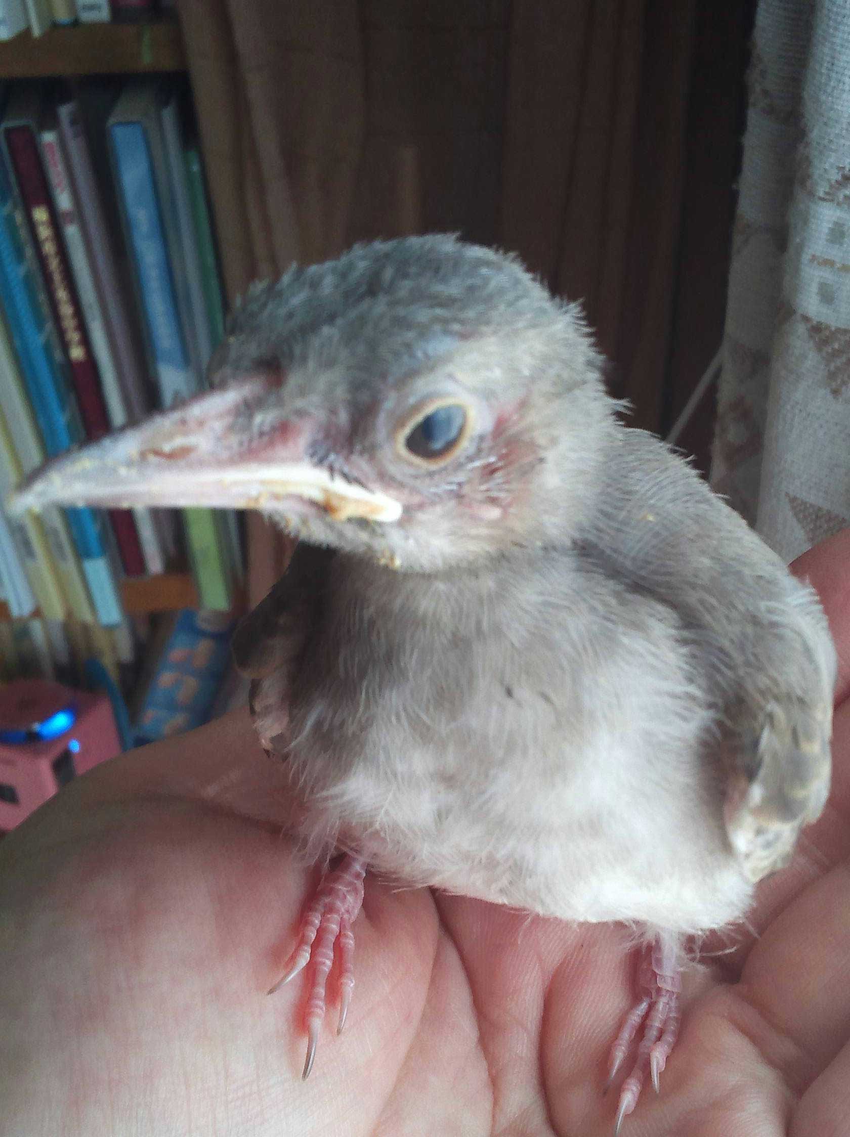 仁井聡子 カナダに住んでる友の旦那さんが助けた リスが しばらくじっとして お礼をいって帰っていったそうな その時の写真 童話の中の世界だなー 朝から リスに会えるっていいな 起きたら802 Fm802 T Co Qx6jv9gnvp Twitter