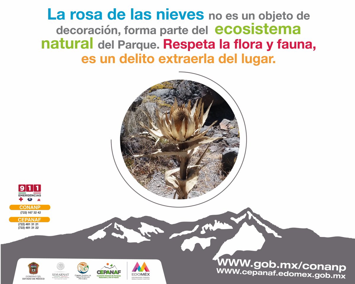 CEPANAF's tweet photo. ¿Sabías que el #NevadodeToluca recibió la categoría de Área de Protección de Flora y Fauna desde el 2013? Te pedimos que #cuides la #flora y #fauna que habita en él. 😍 https://t.co/sdlAxTT0Mw