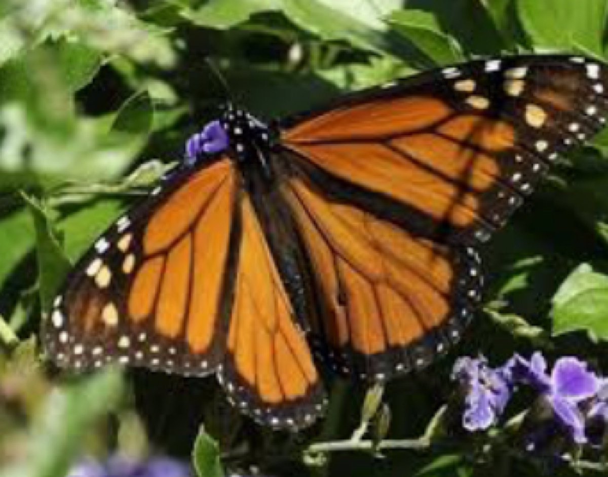MortonMonarchs's tweet photo. How many times do you think a butterfly can flap its wings per minute? 
More than you probably expected!  A Monarch butterfly can flap its wings more than 120 times per minute! That's 2 times per second! Did you know this?! That's flapping amazing!😂 #MortonPride https://t.co/Ztutu8VIZn