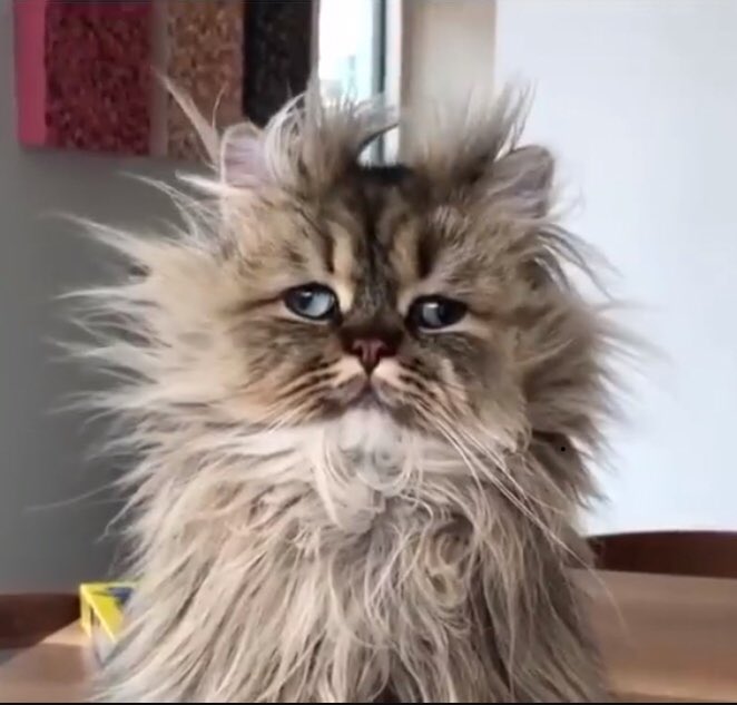 NextStopShanel's tweet photo. An actual picture of me this morning trying to wake up https://t.co/rQq8rK454M