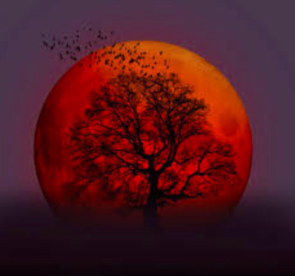 sweetrhythms's tweet photo. #BEST #PHOTO OF THE DAY NO. 2

Super blue blood moon 2018 https://t.co/L6wb1mnj1E