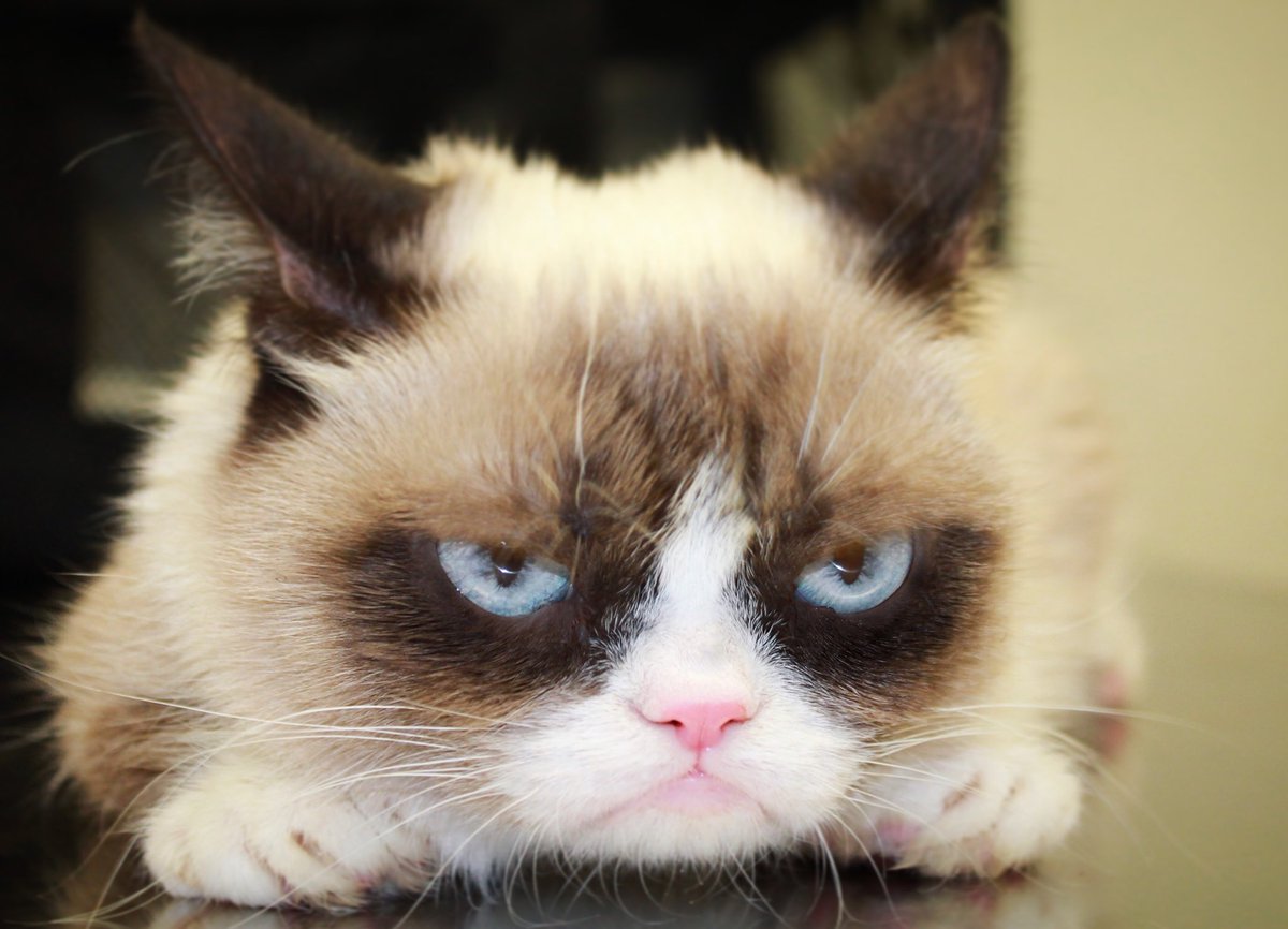 Grumpy Cat (@RealGrumpyCat) on Twitter photo 2018-02-01 19:28:23